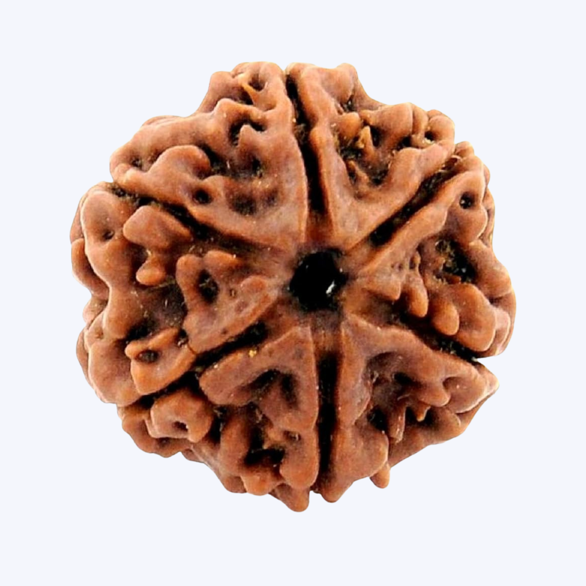 6 mukhi